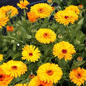 Calendula or Pot Marigold Seeds Calendula officinalis Organic image 2