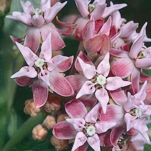 Organic Showy Milkweed Seeds (Asclepias speciosa)