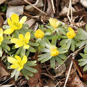 Graines daconite dhiver Eranthis hyemalis image 2