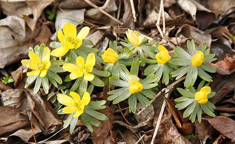 Graines daconite dhiver Eranthis hyemalis image 2