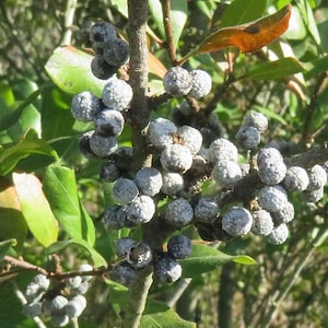 Graines de myrtille nordique (Myrica pensylvanica) biologiques