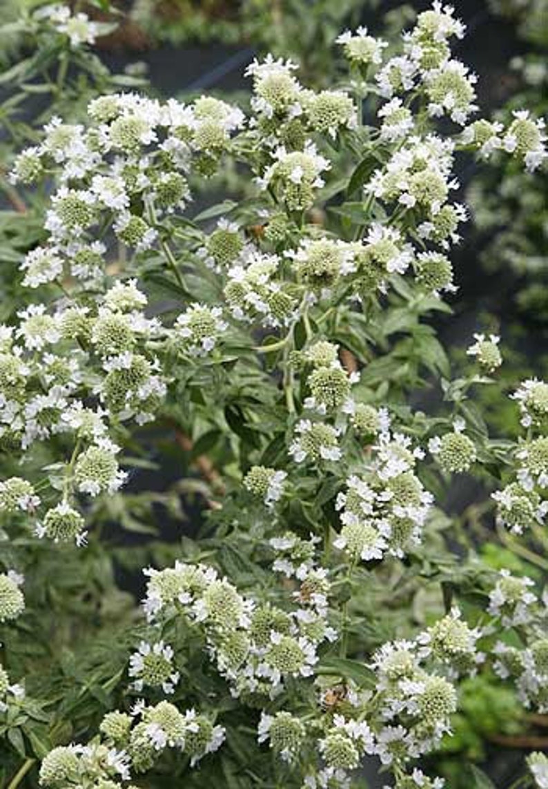 Mountain Mint Pycnanthemum pilosum Organic Seeds image 3