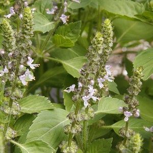 Holy Basil  seeds (ocimum sanctum/ ocimum tenuiflorum) Organic