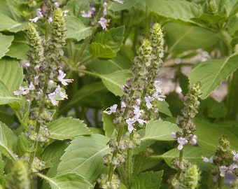 Graines de basilic sacré (ocimum sanctum/ ocimum tenuiflorum) Biologique