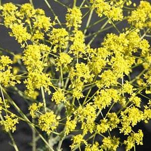 Woad seeds (Isatis tinctoria) Organic