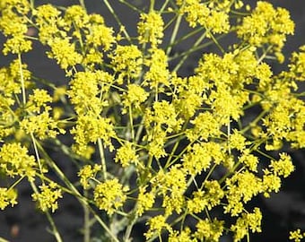 Woad seeds (Isatis tinctoria) Organic