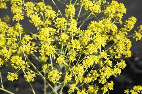 Woad seeds (Isatis tinctoria) Organic