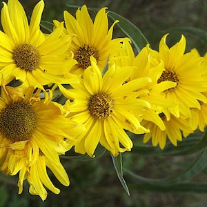 Perennial Sunflowers Seeds (Helianthus maximiliani) Organic