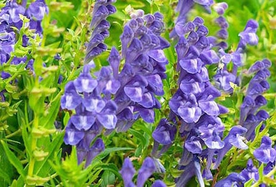 Baical Skullcap Seeds Scutellaria baicalensis Organic