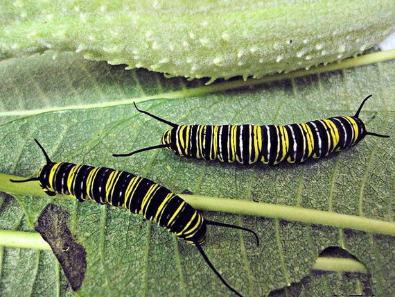 600 Semi Di Alghe Naturali Per Acquario - Kit Per Decorazione Acquatica Con 6 Varietà - Foto 10