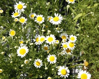 Roman Chamomile seeds Organic