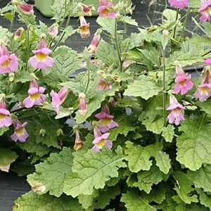 Chinese Foxglove seeds Rehmannia elata Organic image 2