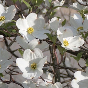 Flowering Dogwood seeds Cornus Florida Organic image 3