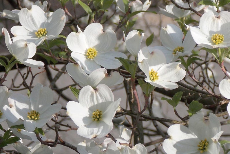 Flowering Dogwood seeds Cornus Florida Organic image 3