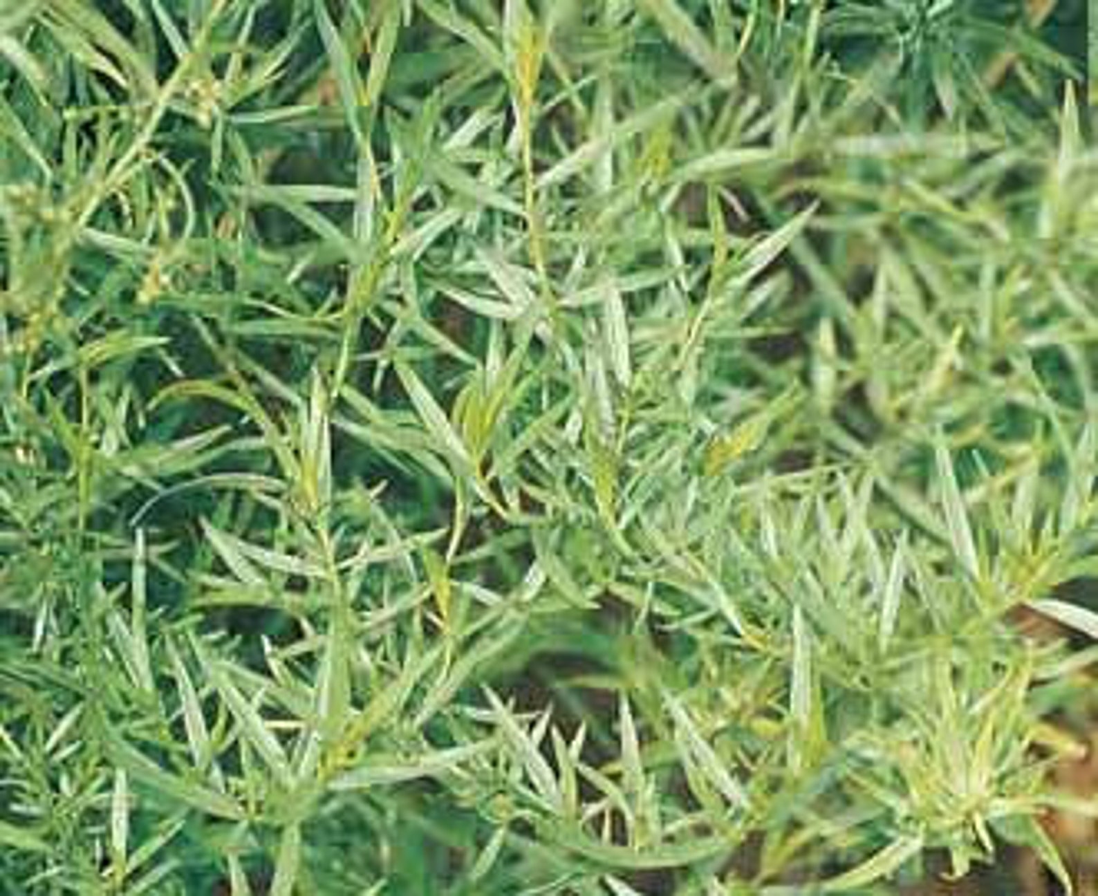 Russian Tarragon Seeds Artemiesia dracunculus organic Etsy