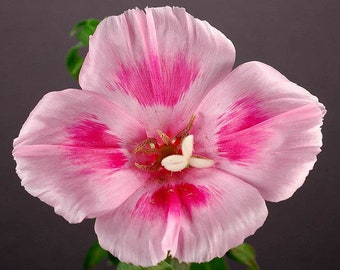 Godetia 'Farewell to Spring' (Clarkia anoena) Organic seeds