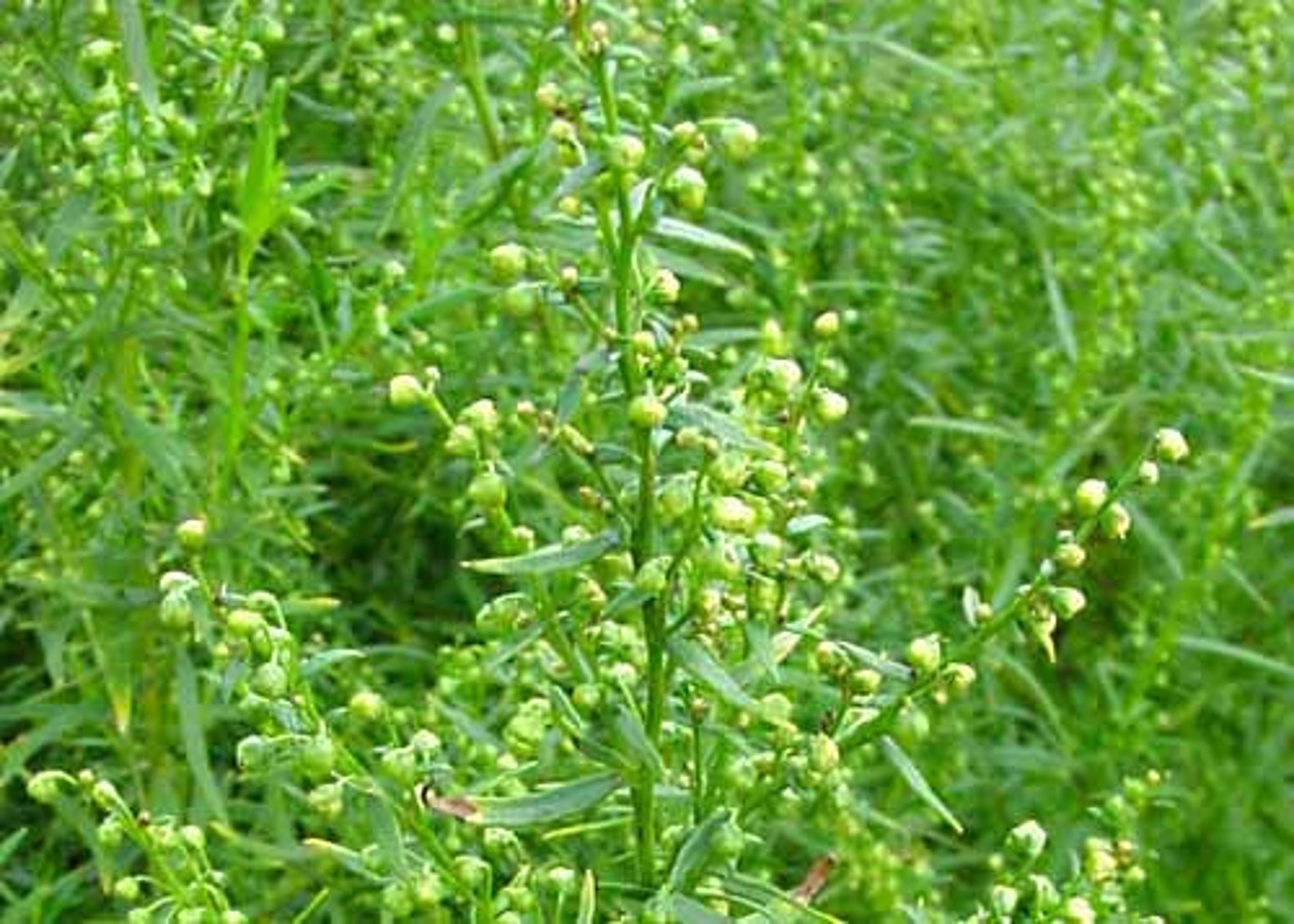 Russian Tarragon Seeds Artemiesia dracunculus organic Etsy