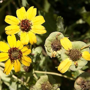 Chocolate Scented Daisy Seeds (Berlandiera lyrata) Organic