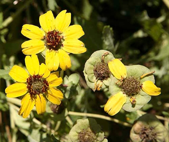 Chocolate Scented Daisy Seeds berlandiera Lyrata Organic - Etsy