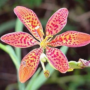 Blackberry Lily Seeds (Iris domestica) Organic