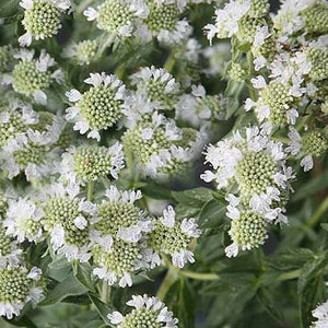 Mountain Mint (Pycnanthemum pilosum) Organic Seeds