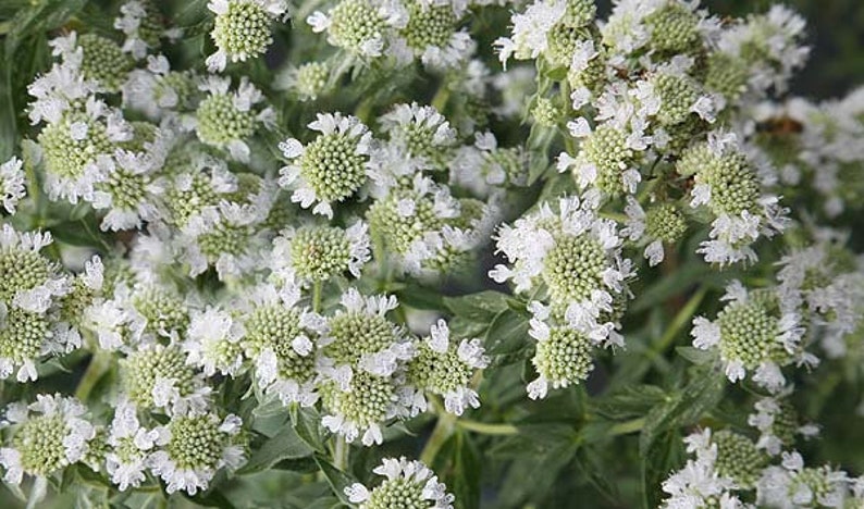 Mountain Mint Pycnanthemum pilosum Organic Seeds image 1