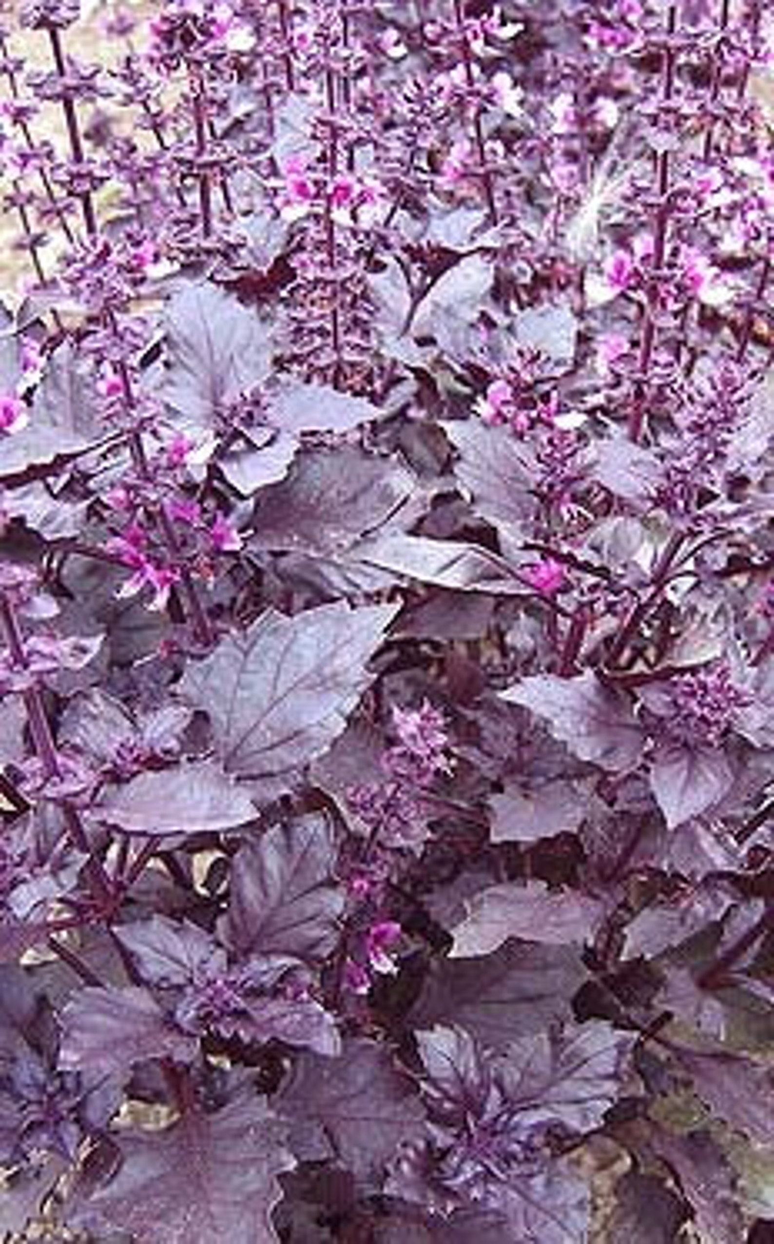 Crimson King Basil ocimum Basilicum crimson Organic Etsy