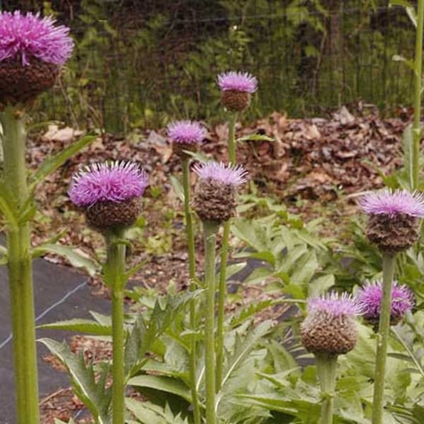 Semillas de Raíz de Maral (Rhaponticum carthamoides) Ecológicas