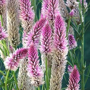 Cockscomb Flamingo Seeds (Celosia spicata) Organic