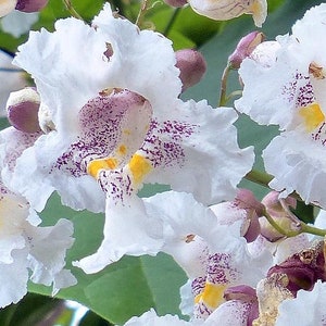 Northern Catalpa seeds (Catalpa speciosa) Organic