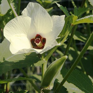 Okra seeds (Abelmoschus esculentus) Organic