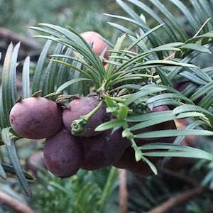 May include: Close-up of a cluster of dark purple berries growing on a green leafy branch. The berries are round and smooth, with a slightly shiny surface.