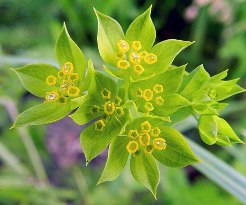 Hares Ear Bupleurum Seeds Bupleurum rotundifolium Organic image 1