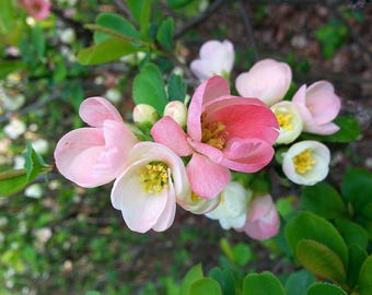 Organic Japanese Quince Seeds 'toyo-nishiki' (chaenomeles Speciosa
