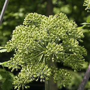 Angelica seeds (Angelica archangelica) organic