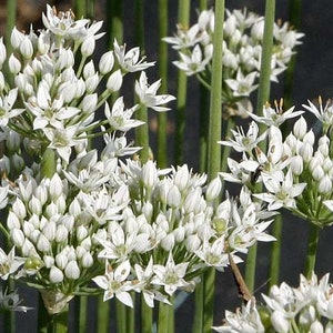 Garlic Chives Seeds (Allium tuberosum) Organic