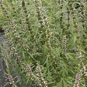 Siberian Motherwort seeds Leonurus sibiricus Organic image 2