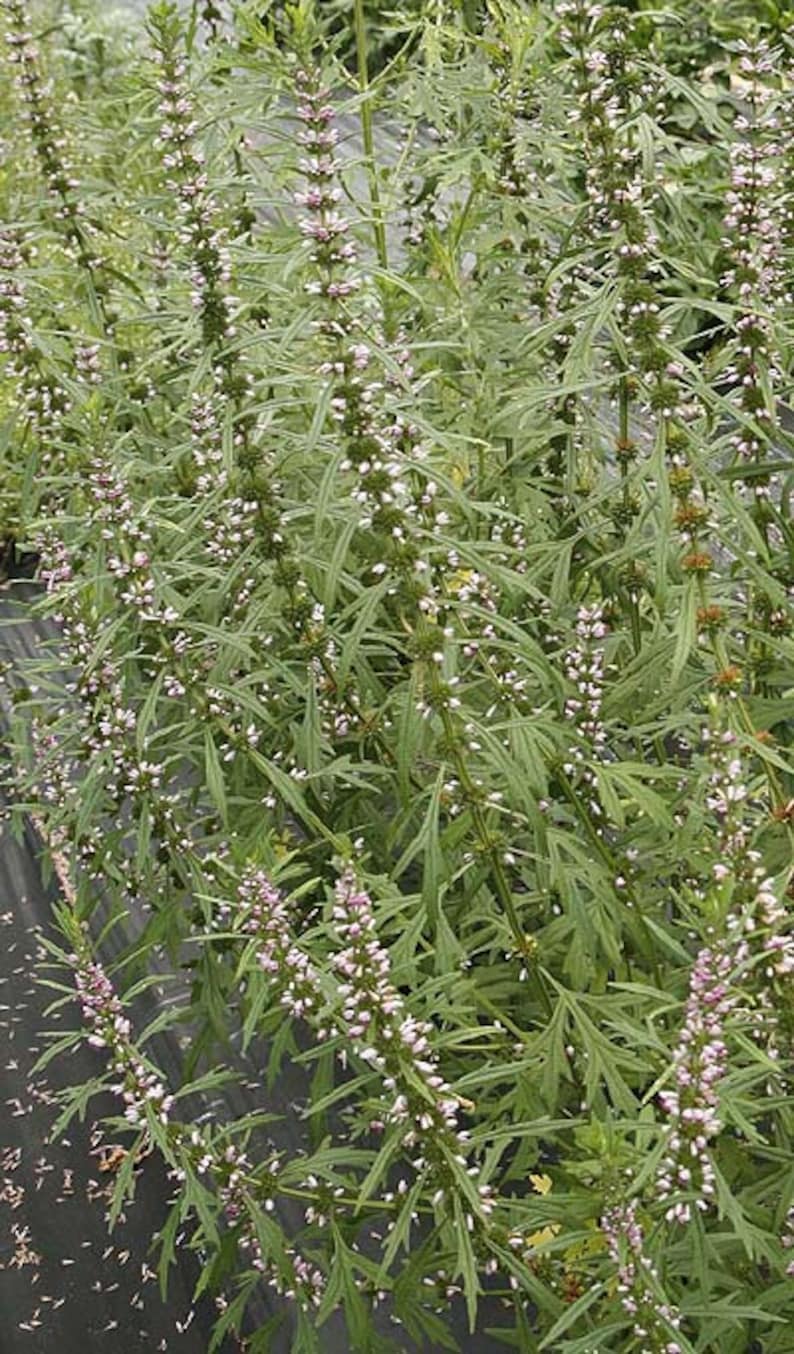 Siberian Motherwort seeds Leonurus sibiricus Organic image 2