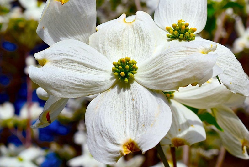 Flowering Dogwood seeds Cornus Florida Organic image 4