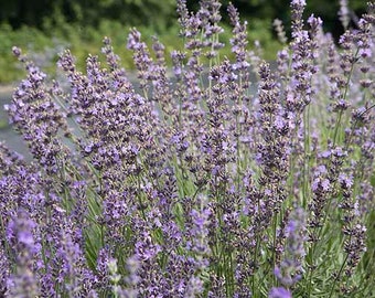 Lavender Seeds (Lavandula angustifolia) organic