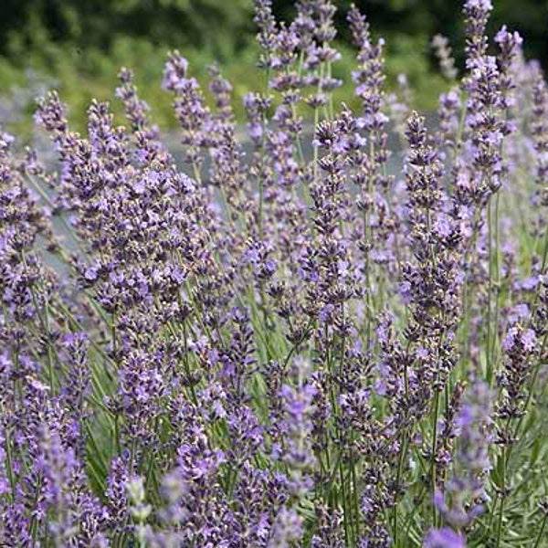 Lavender Seeds (Lavandula angustifolia) organic