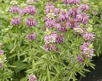 Lemon Bergamot (Monarda citriodora) Organic Seeds