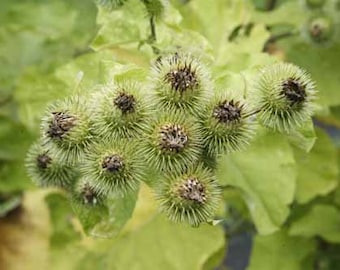 Burdock seeds (Arctium lappa) Organic