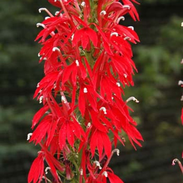 Cardinal Flower Seeds (Lobelia cardinalis) Organic