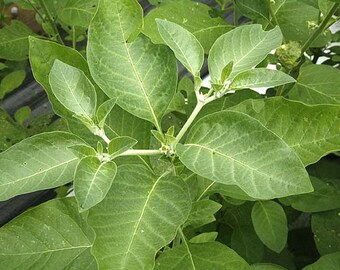 Graines d'Ashwagandha (Witania somnifera)