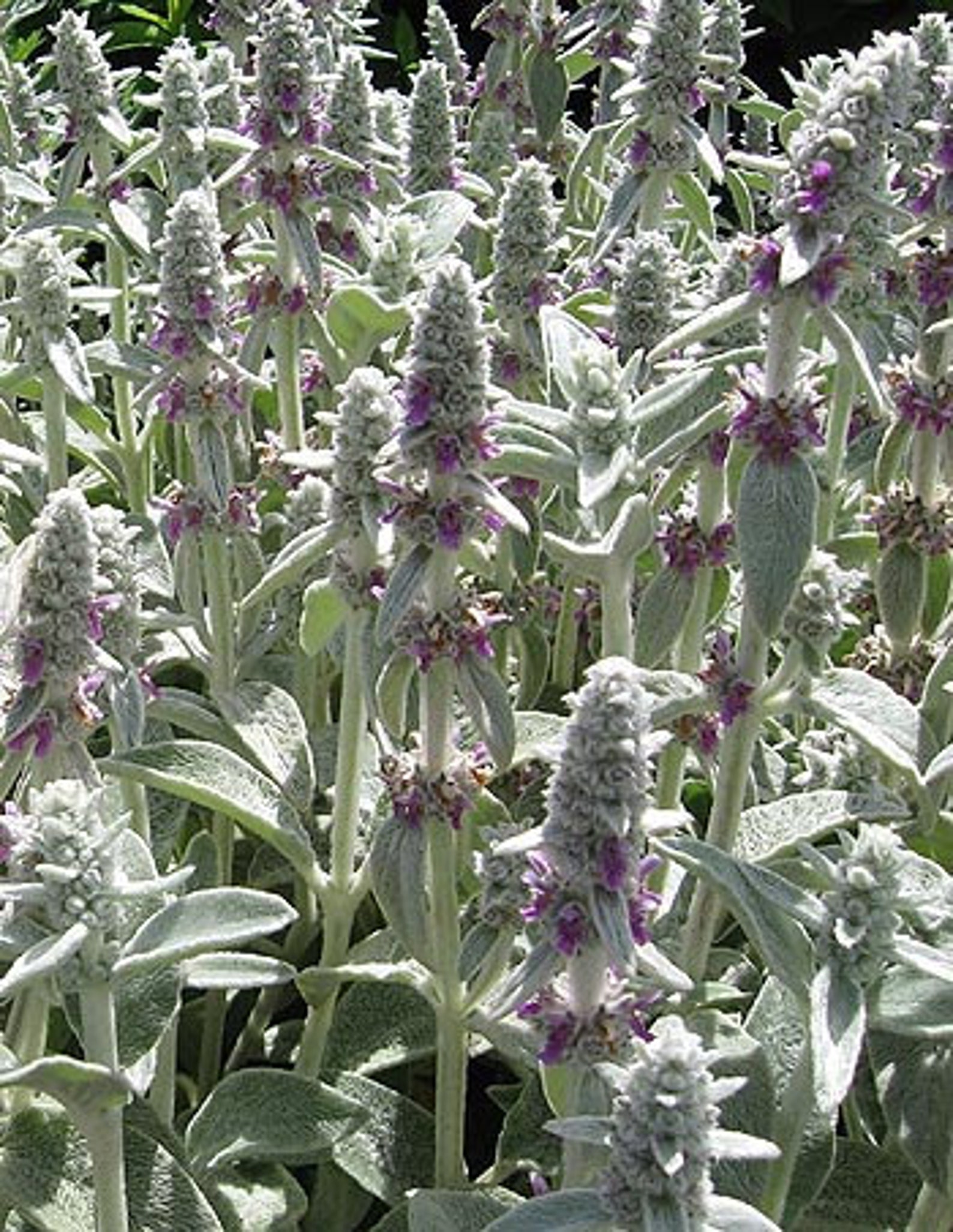 Lambs Ear Seeds stachys Byzantina Organic Etsy