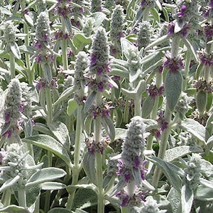 Lambs Ear seeds (Stachys byzantina) Organic