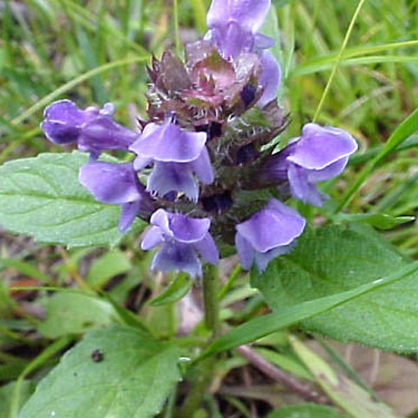 Self-Heal Seeds (Prunella vulgaris) Organic