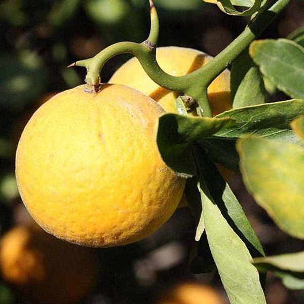 Bitter Orange or Flying Dragon Seeds (Poncirus trifoliata) Organic