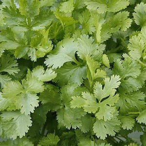 Cilantro / Coriander seeds (Coriandrum sativum) Organic